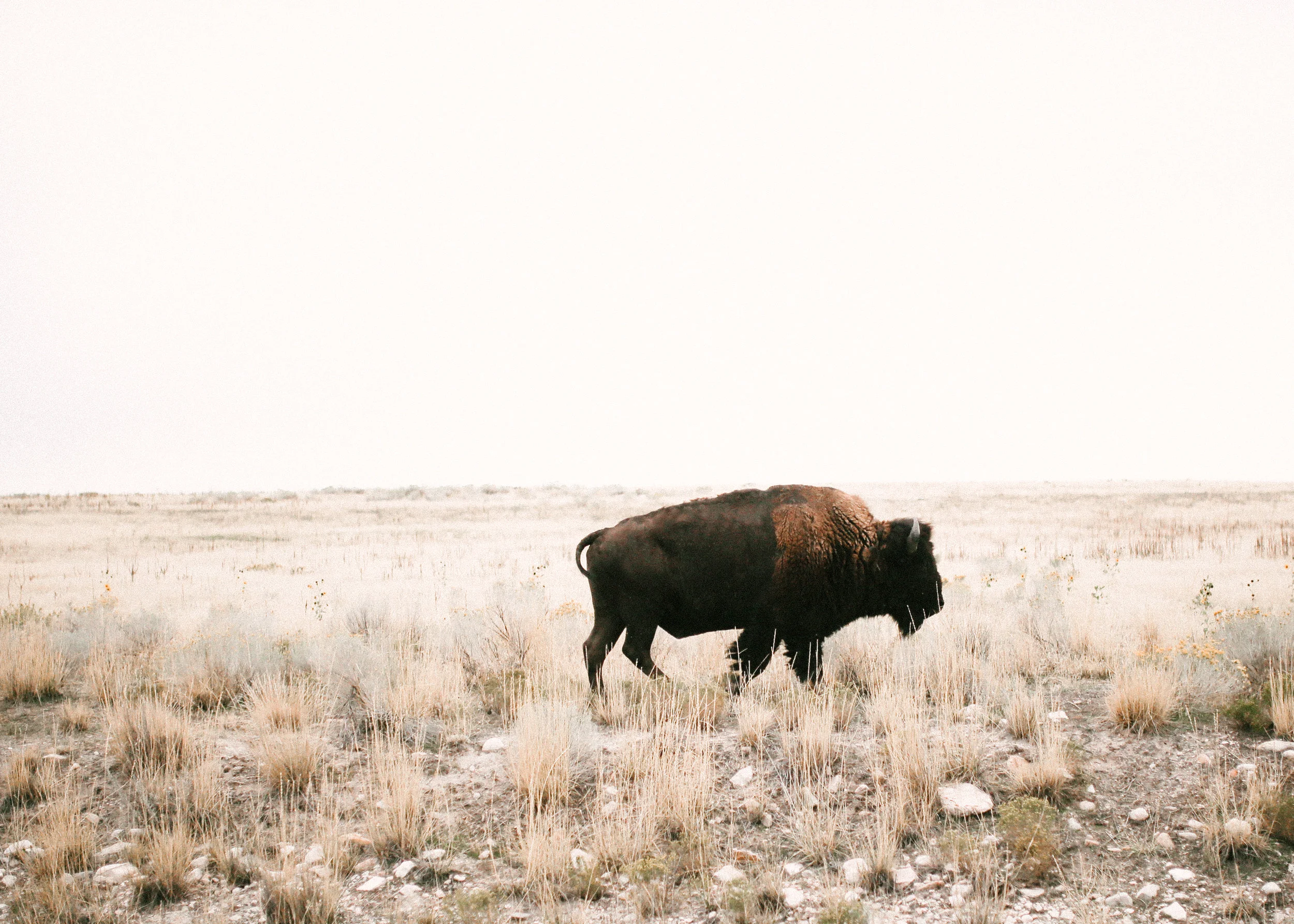 Buffalo by mandi nelson.jpg