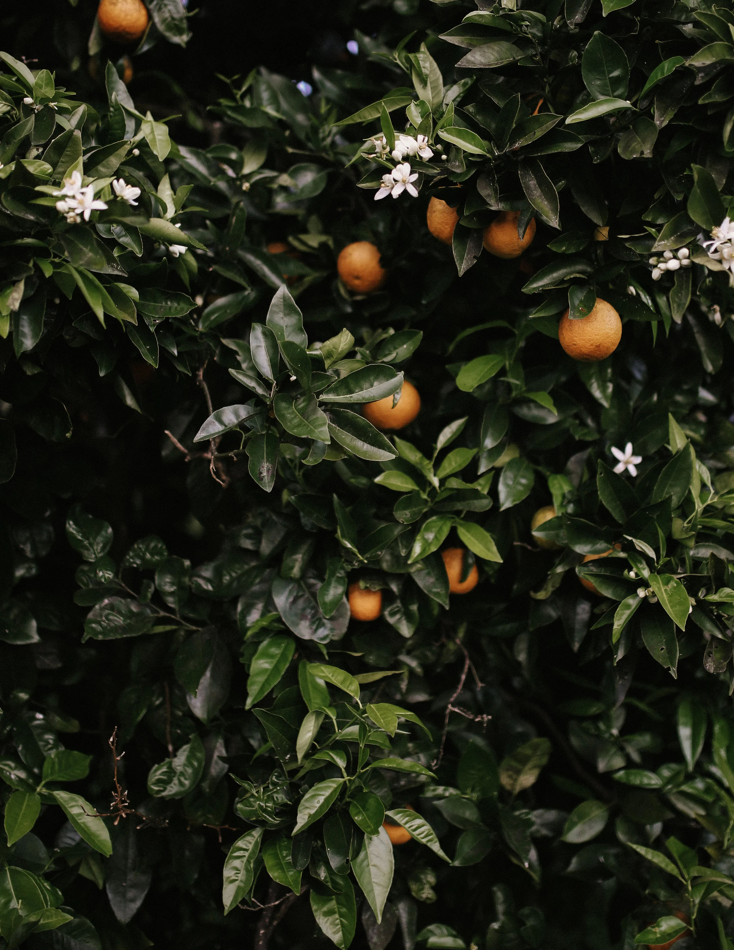 Oranges.jpg
