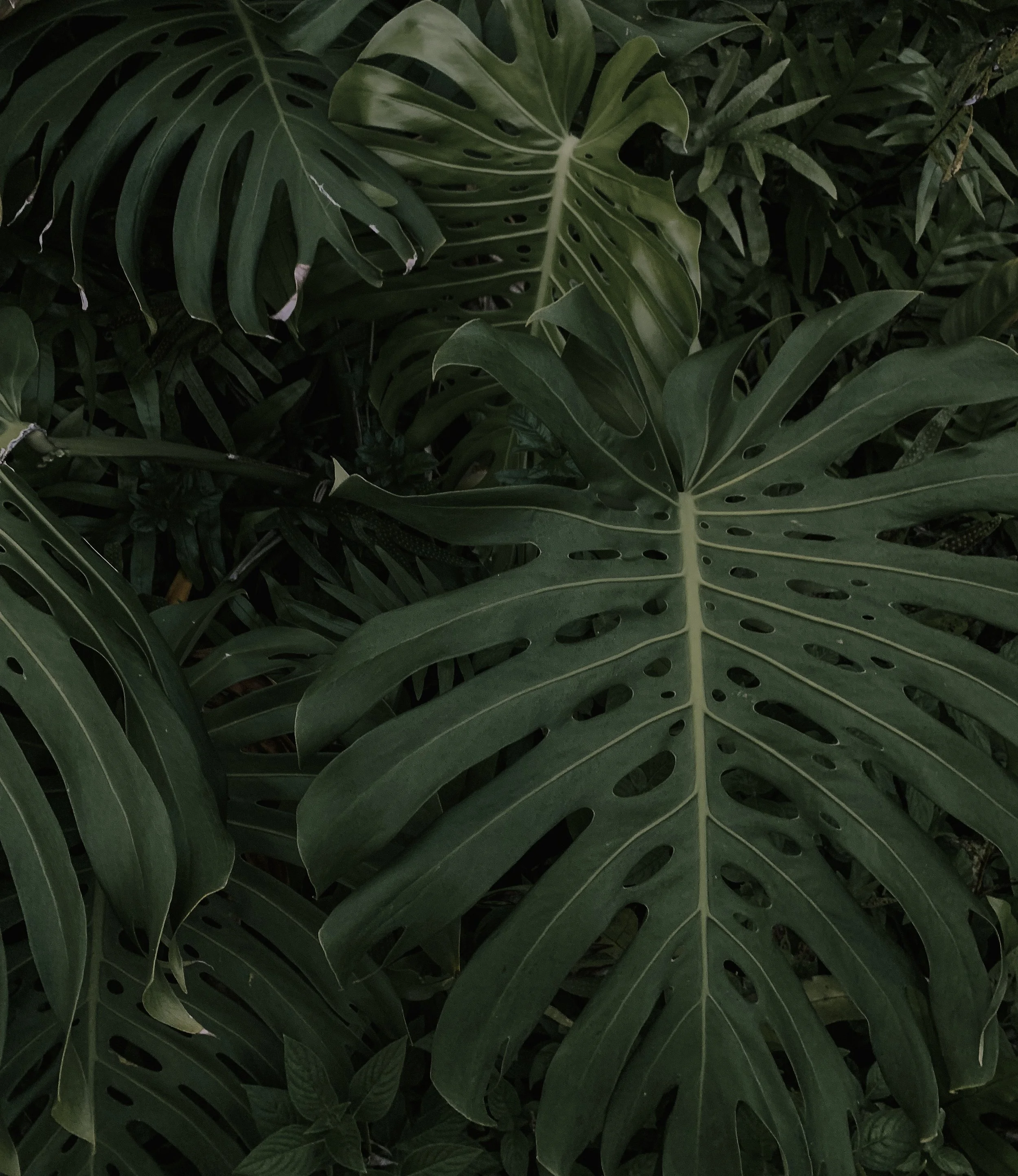 Monstera.JPG