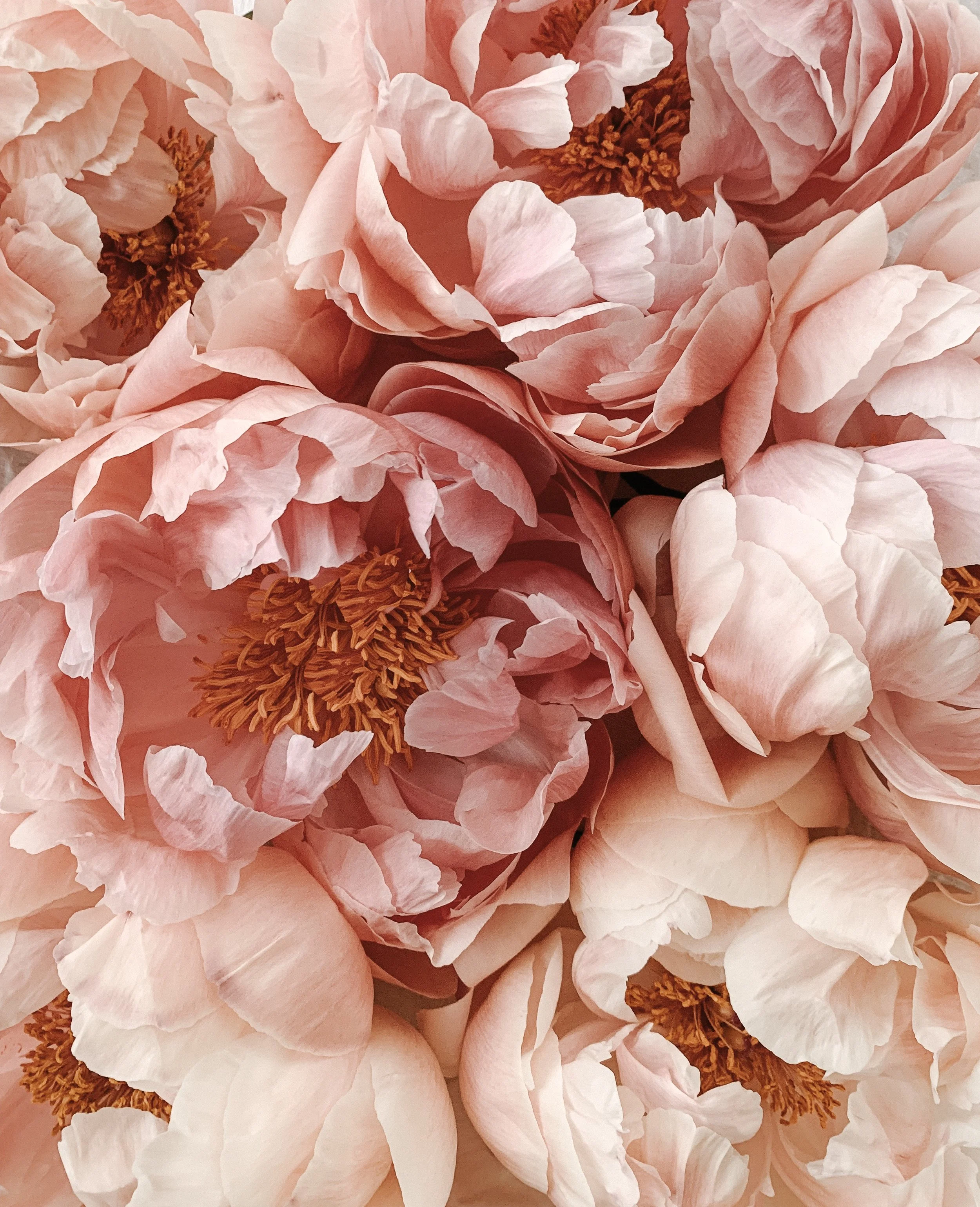 Peony.JPG