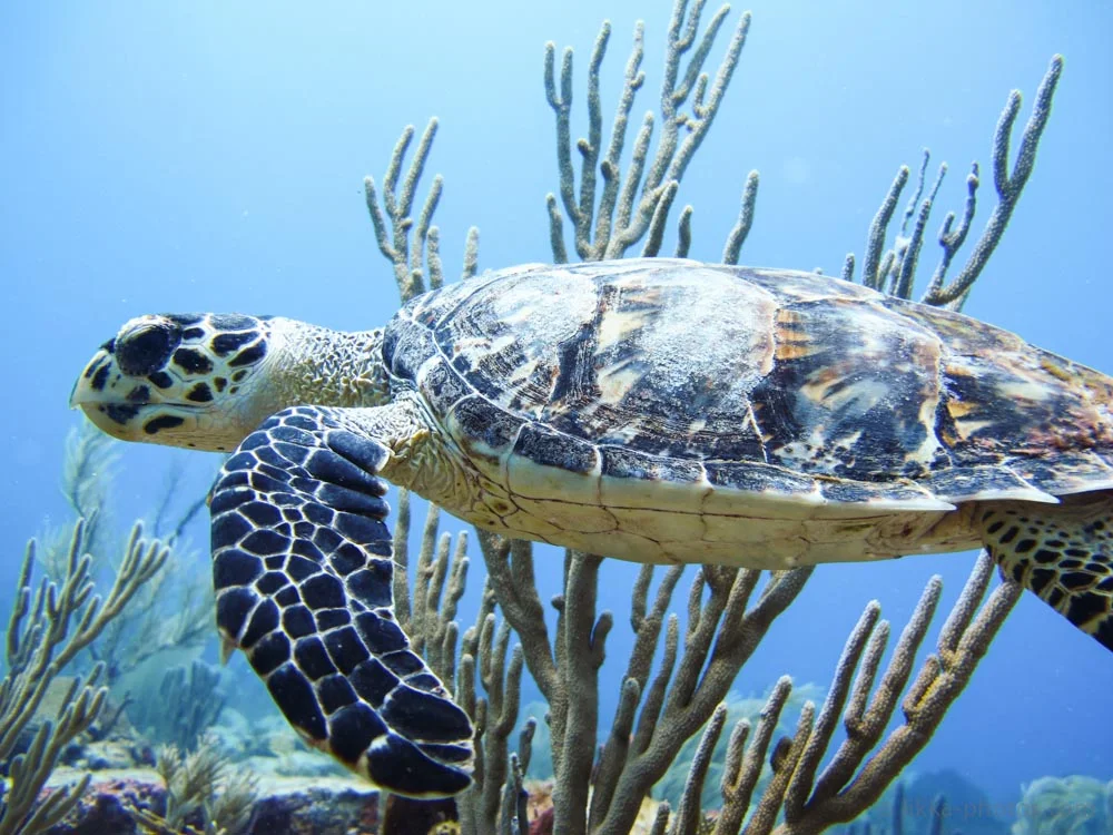 Scuba-Diving-Scubazen-54.jpg
