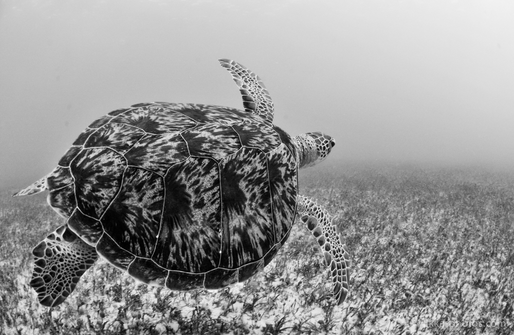 likka-turtle-bw-3-2.jpg