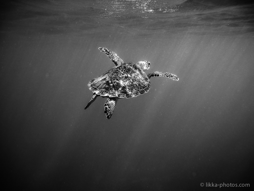 likka-turtle-bw-3.jpg