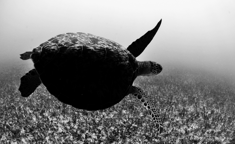 likka-turtle-bw-4-2.jpg