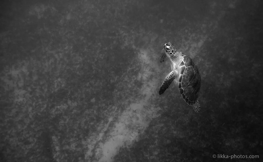 likka-turtle-bw-8.jpg