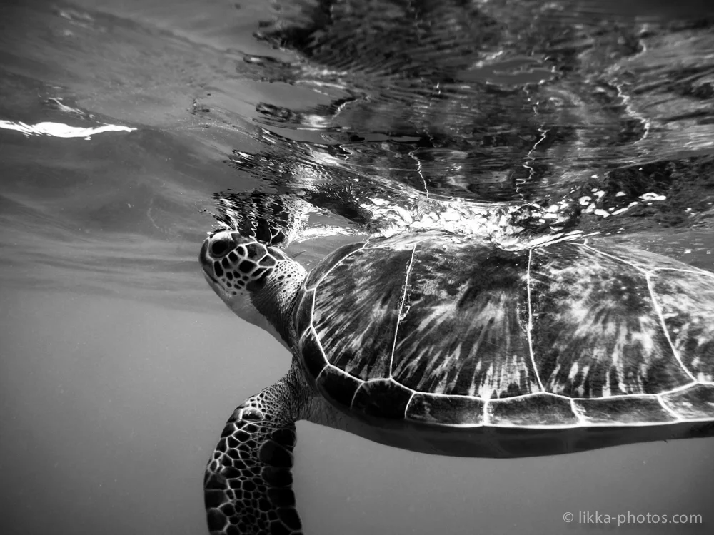 likka-turtle-bw-11.jpg