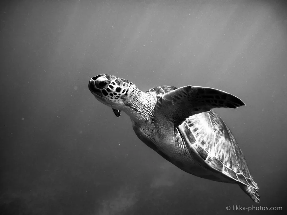 likka-turtle-bw-13.jpg
