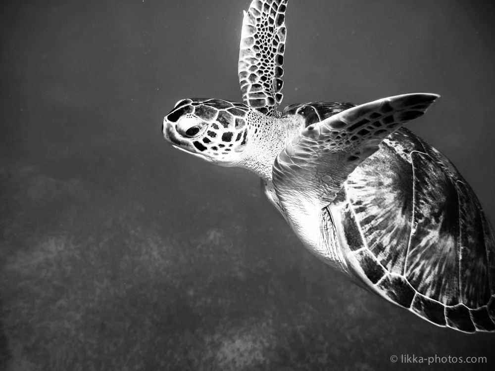likka-turtle-bw-17.jpg
