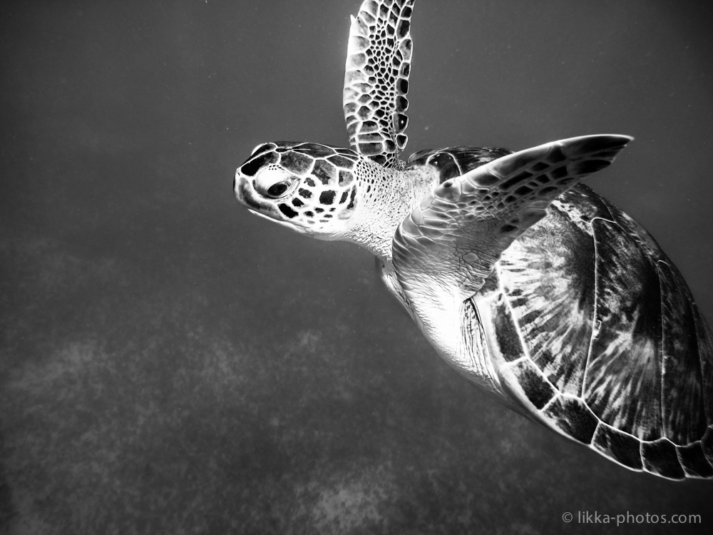 likka-turtle-bw-17.jpg