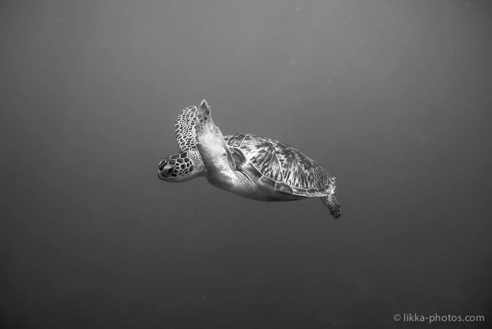 likka-turtle-bw-23.jpg