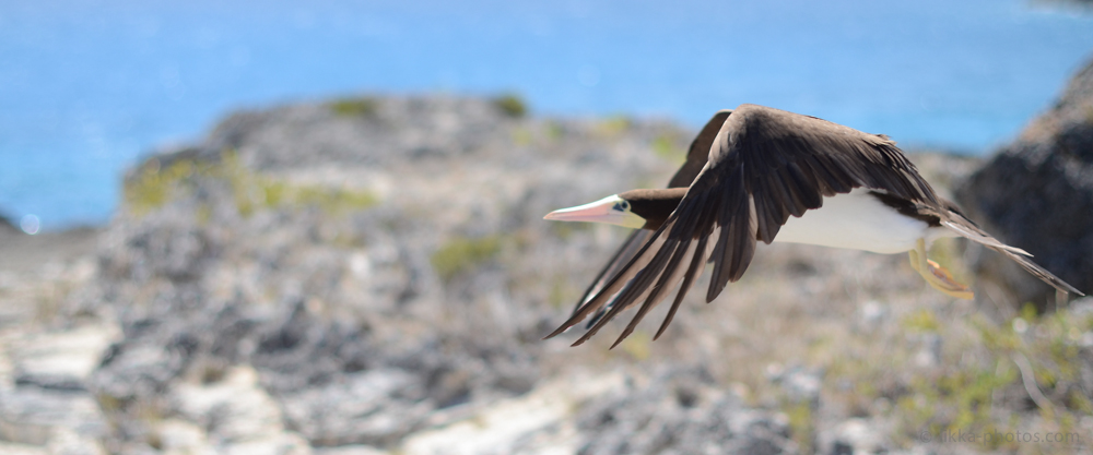 Boobies-Tropic-Bird-3.jpg