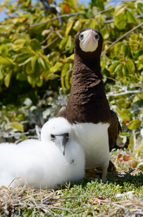 Boobies-Tropic-Bird-4-2.jpg