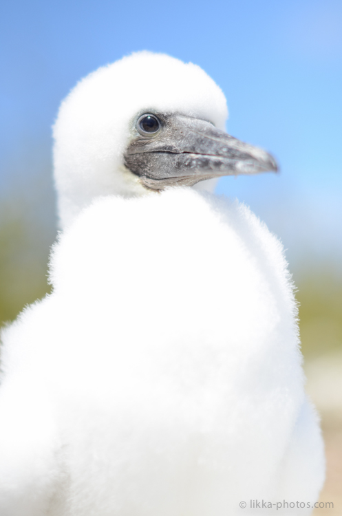 Boobies-Tropic-Bird-15.jpg