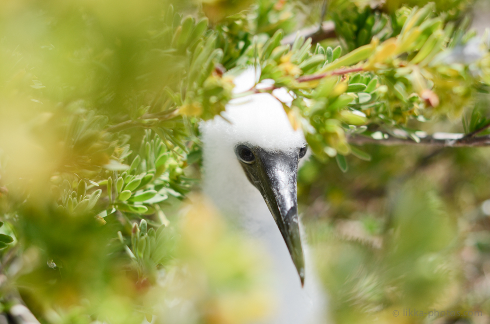 Boobies-Tropic-Bird.jpg