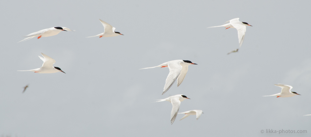 Roseate-Tern-01.jpg