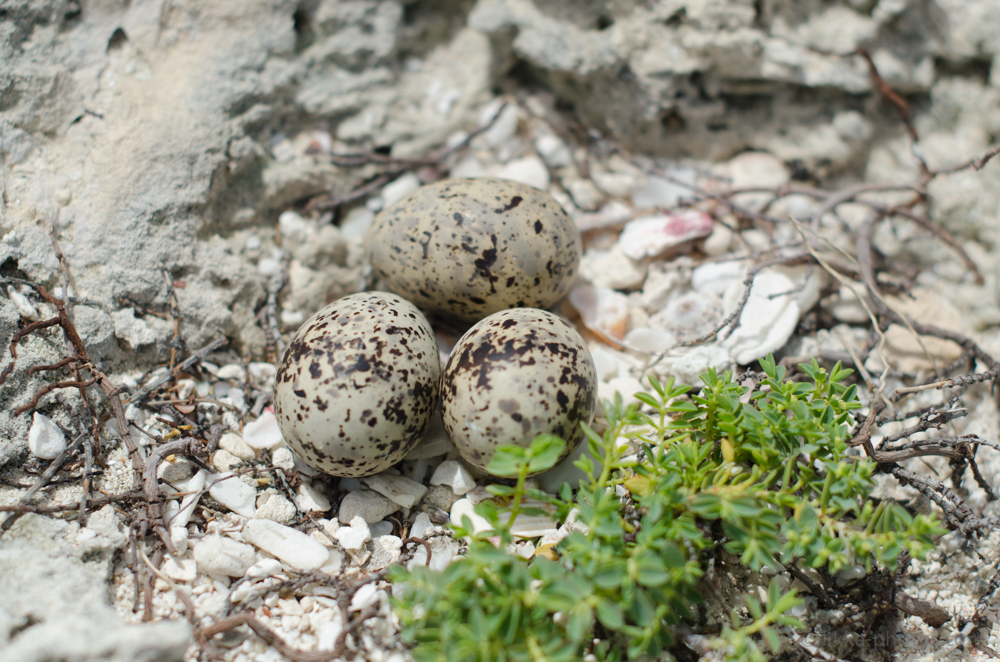 Roseate-Tern-02.jpg