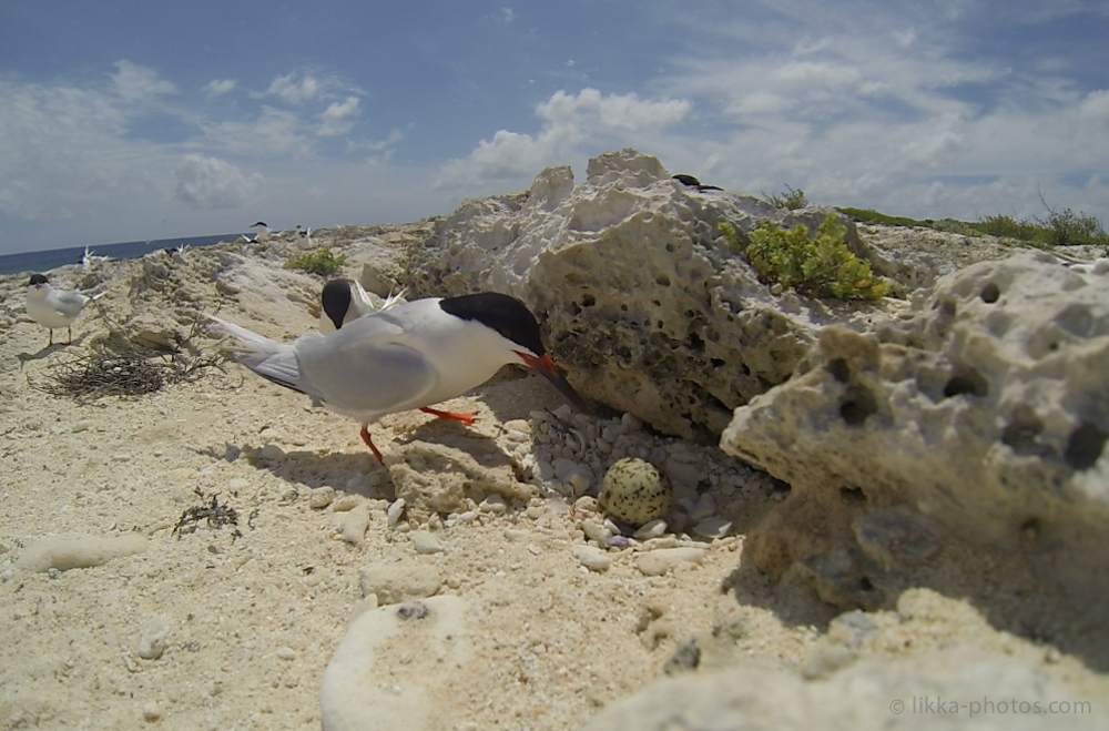 Roseate-Tern-04.jpg