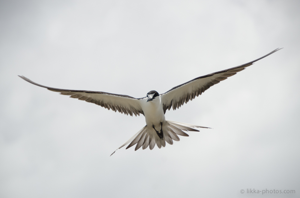 Sooty-Tern-Caribbean-03.jpg