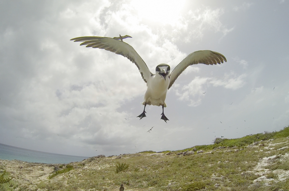 Sooty-Tern-Caribbean-04.jpg