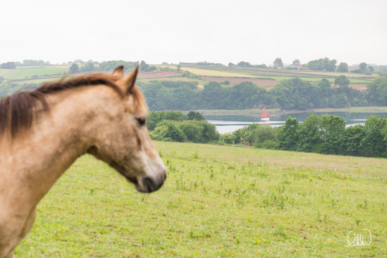 horses-cats-likka-gallery18.JPG