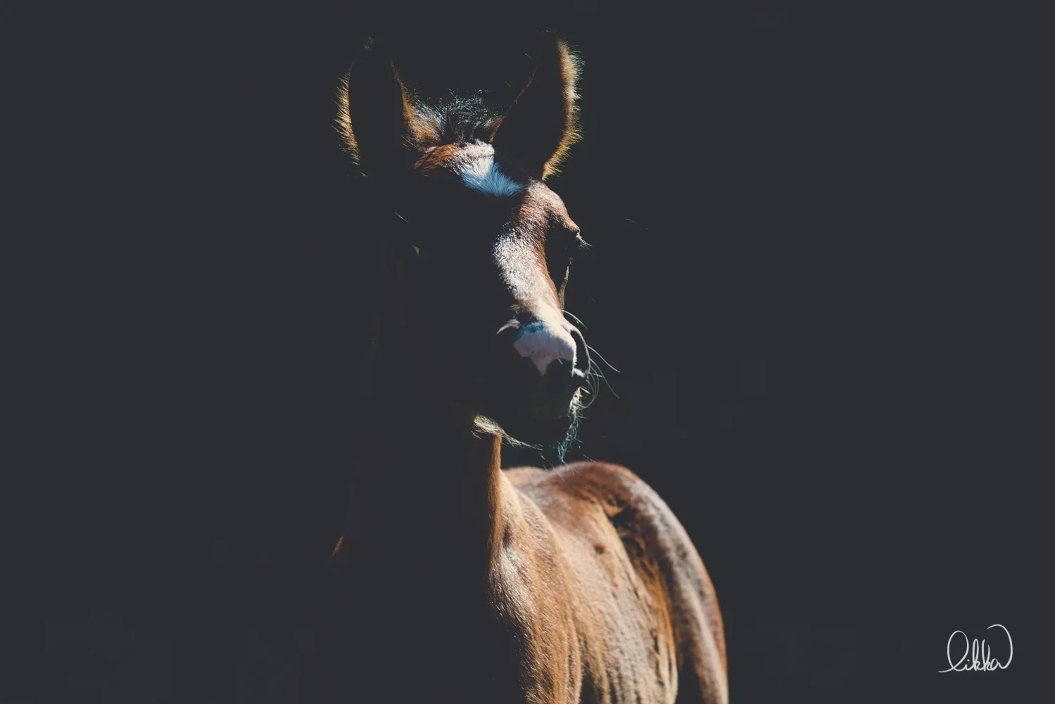 horses-cats-likka-gallery20.JPG