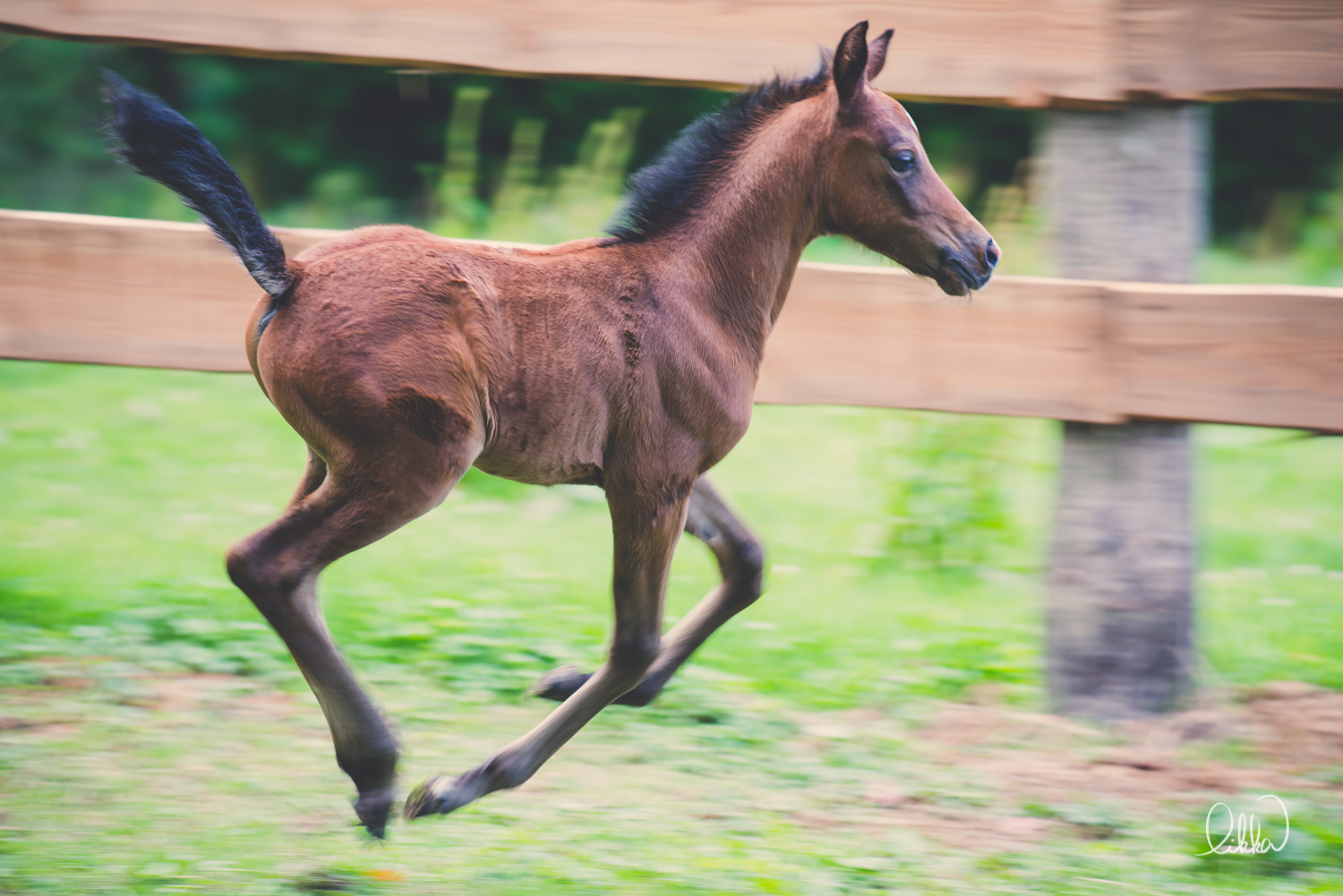 horses-cats-likka-gallery22.JPG