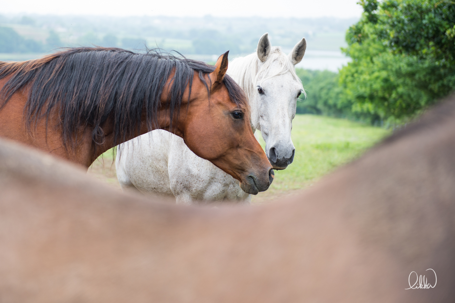 horses-cats-likka-gallery19.JPG