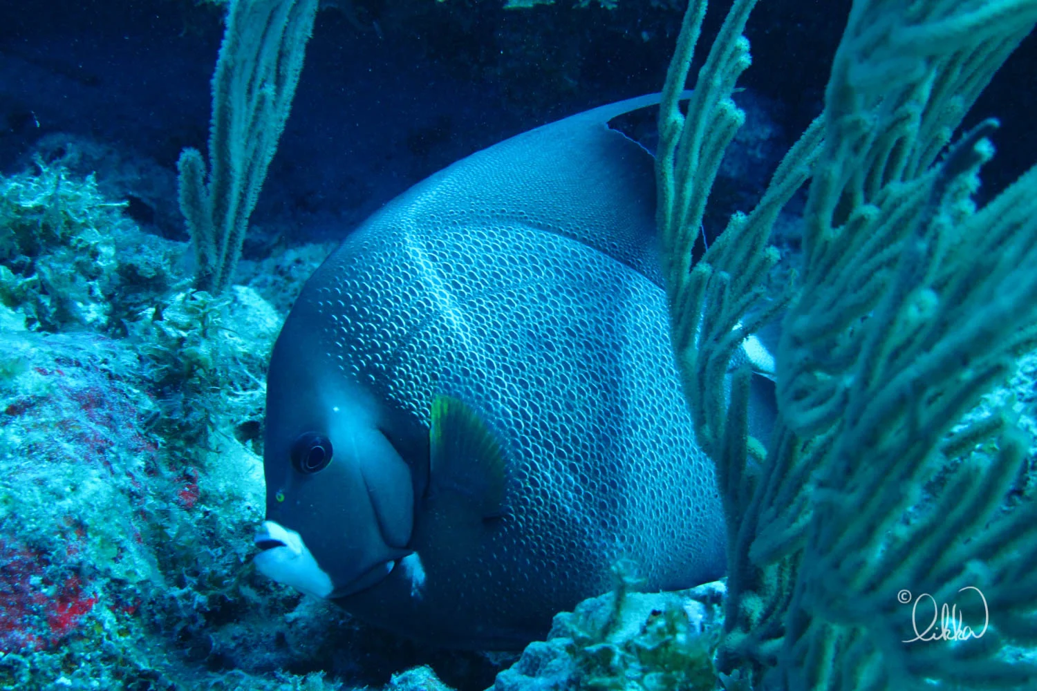 dive-likka-3.jpg
