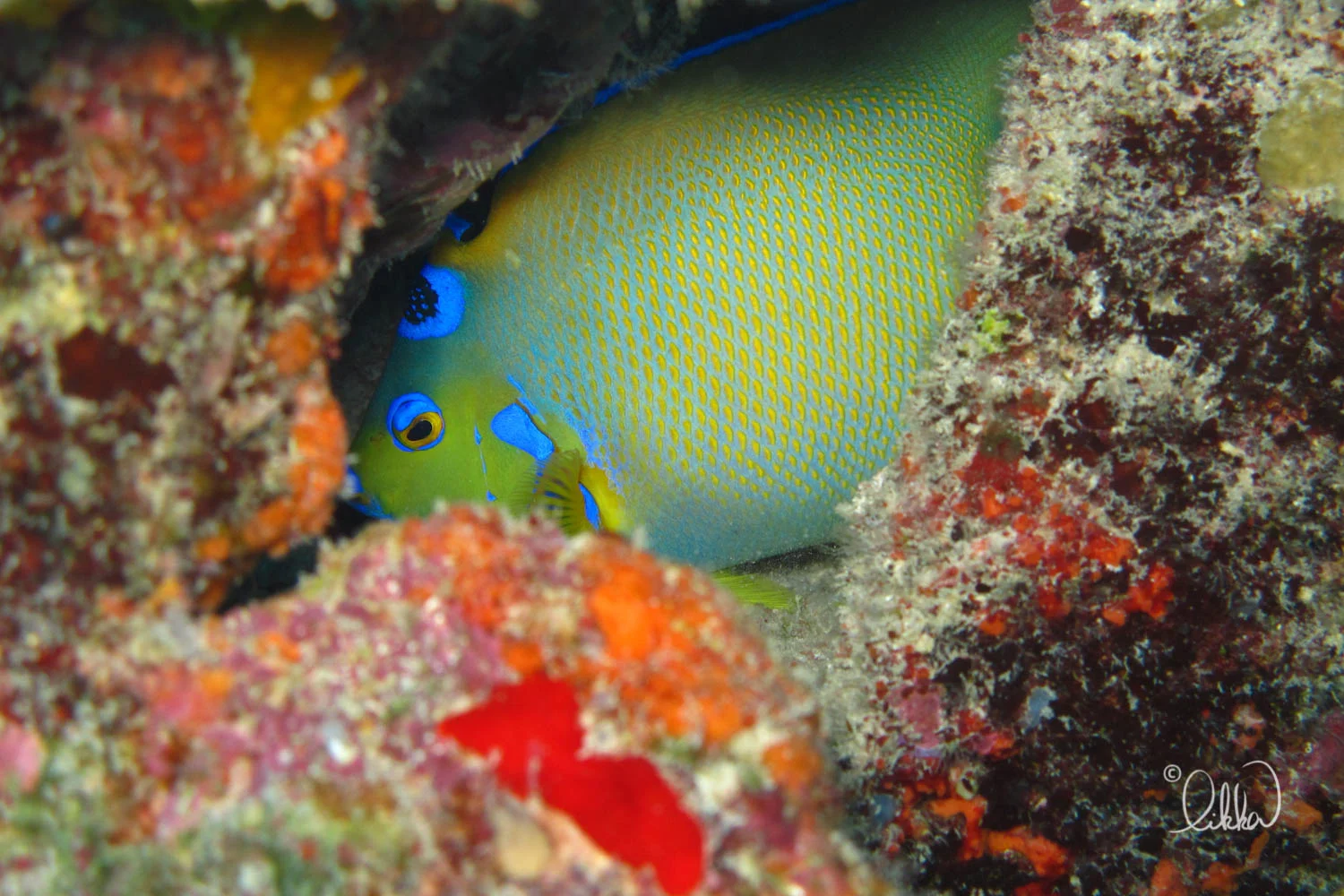 dive-likka-5.jpg