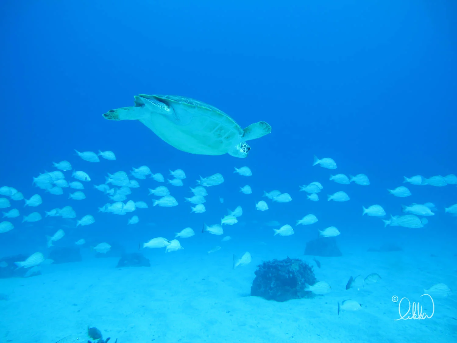 dive-likka-10.jpg