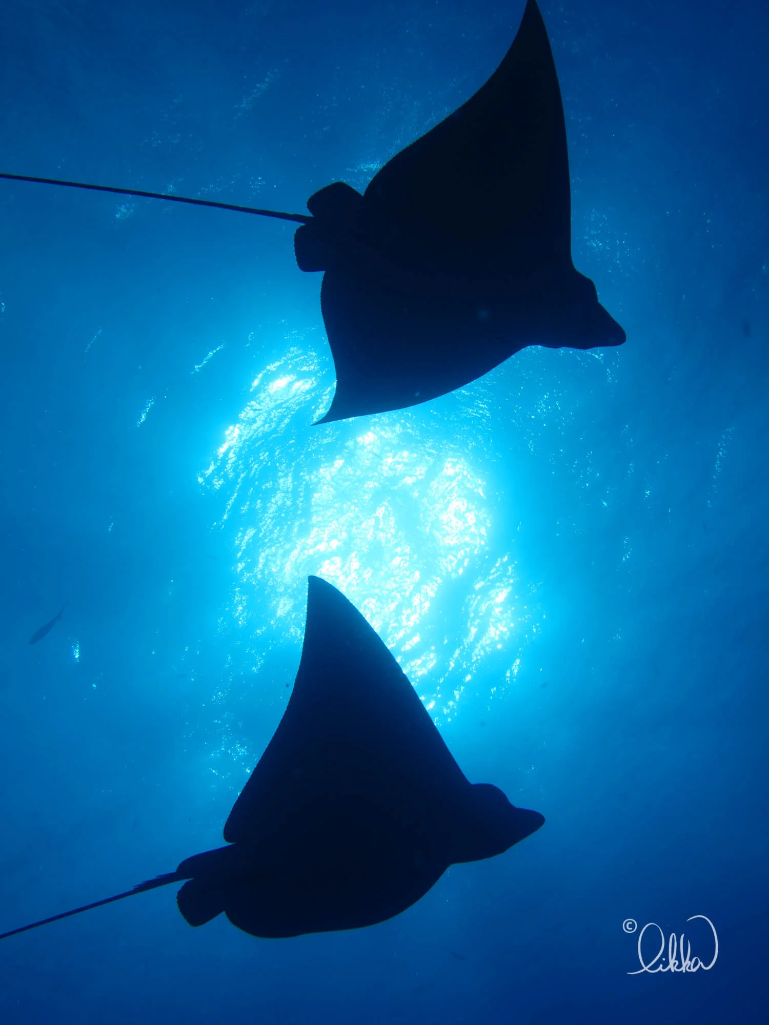 dive-likka-12.jpg