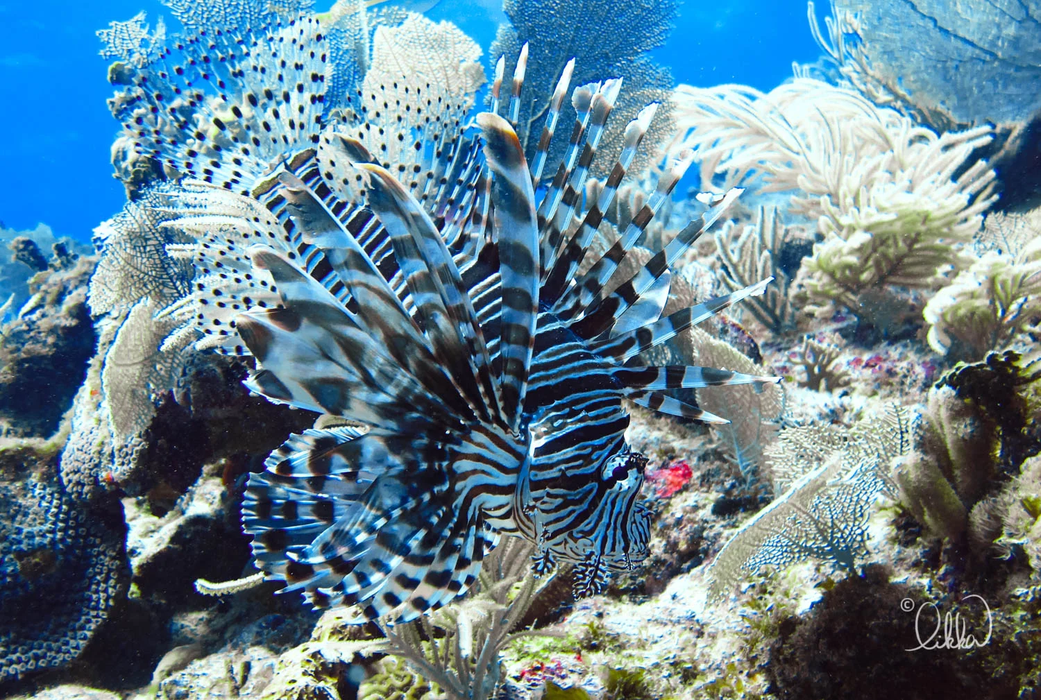 dive-likka-30.jpg