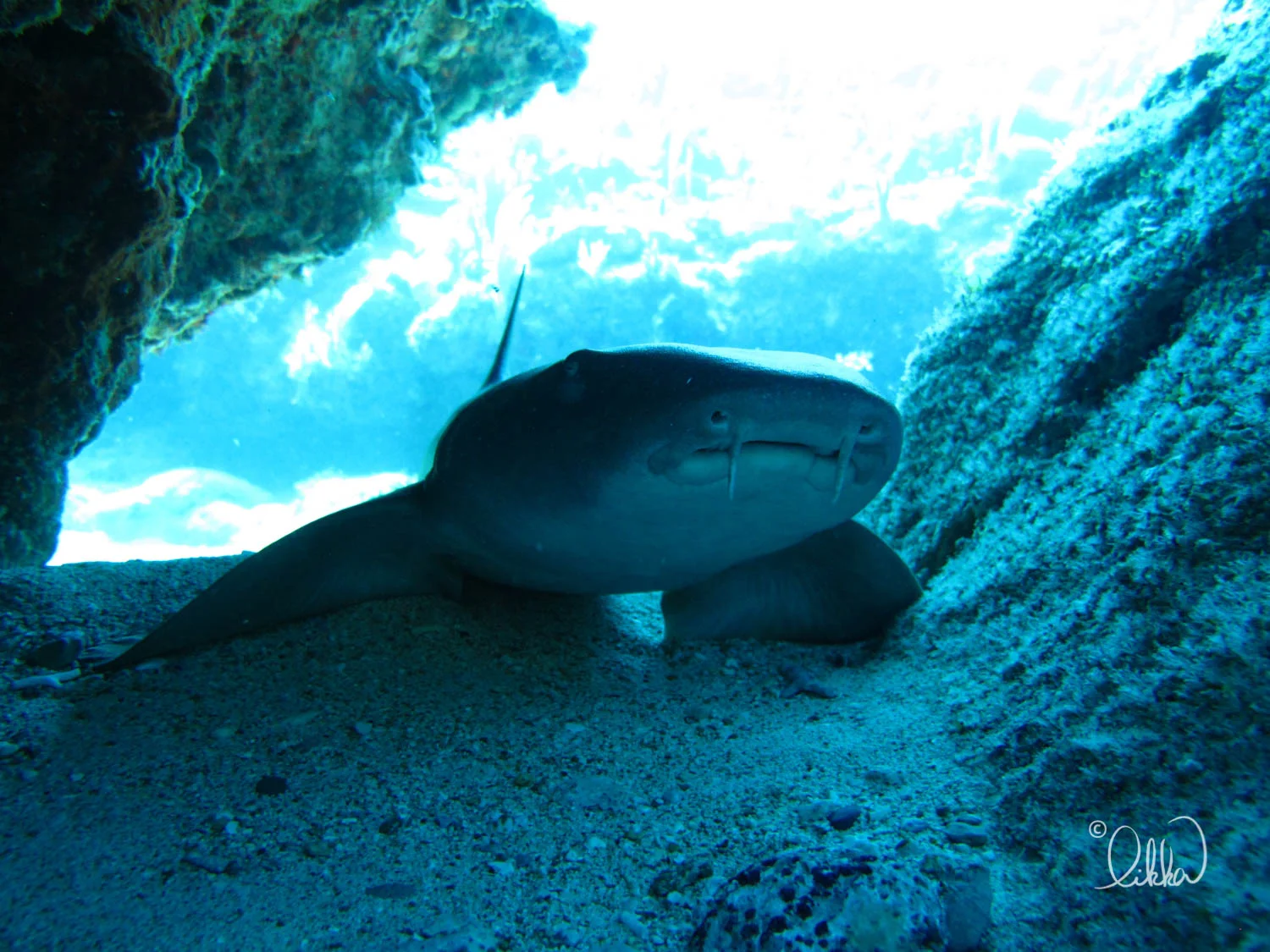 dive-likka-31.jpg