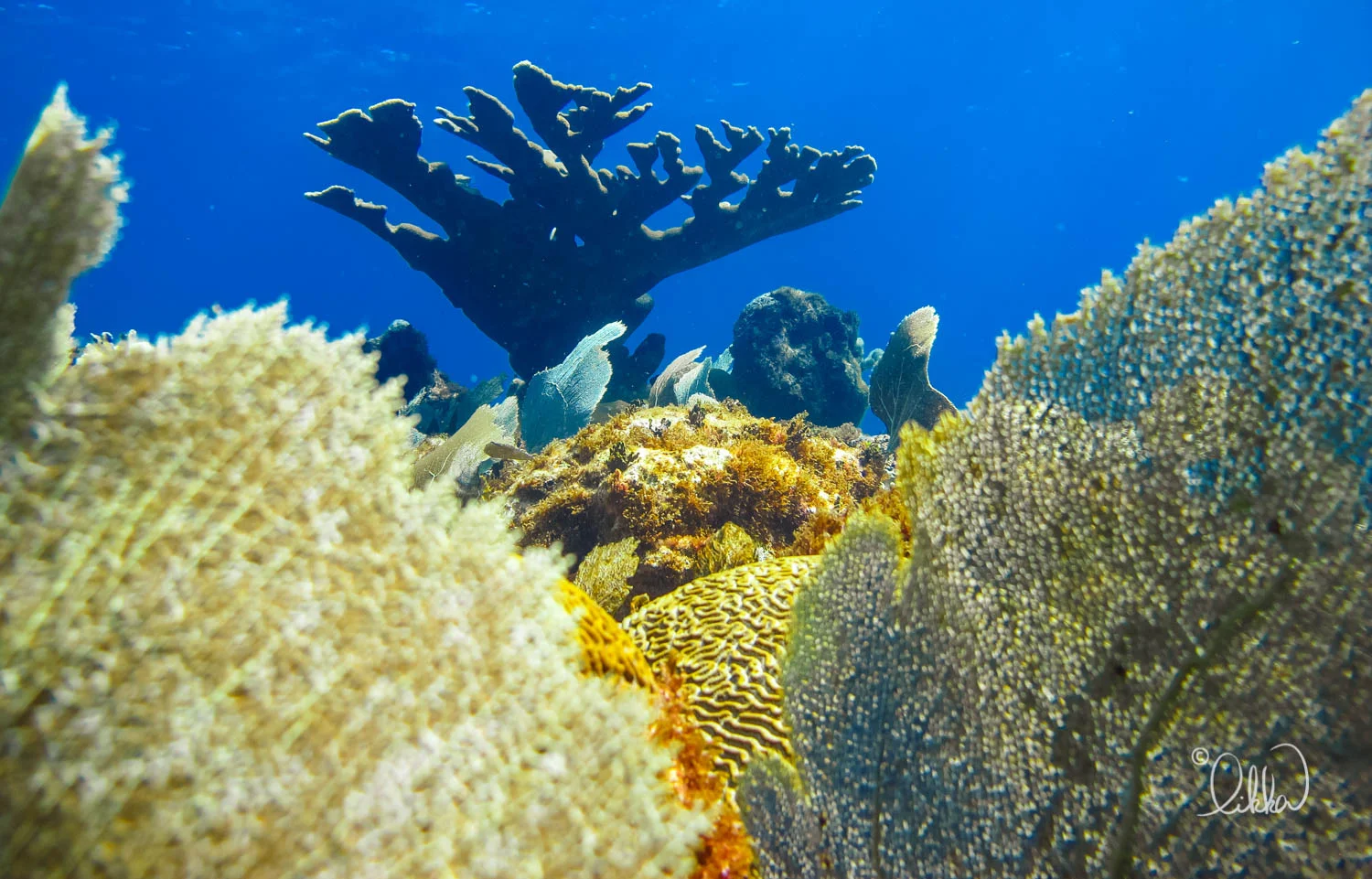 dive-likka-34.jpg