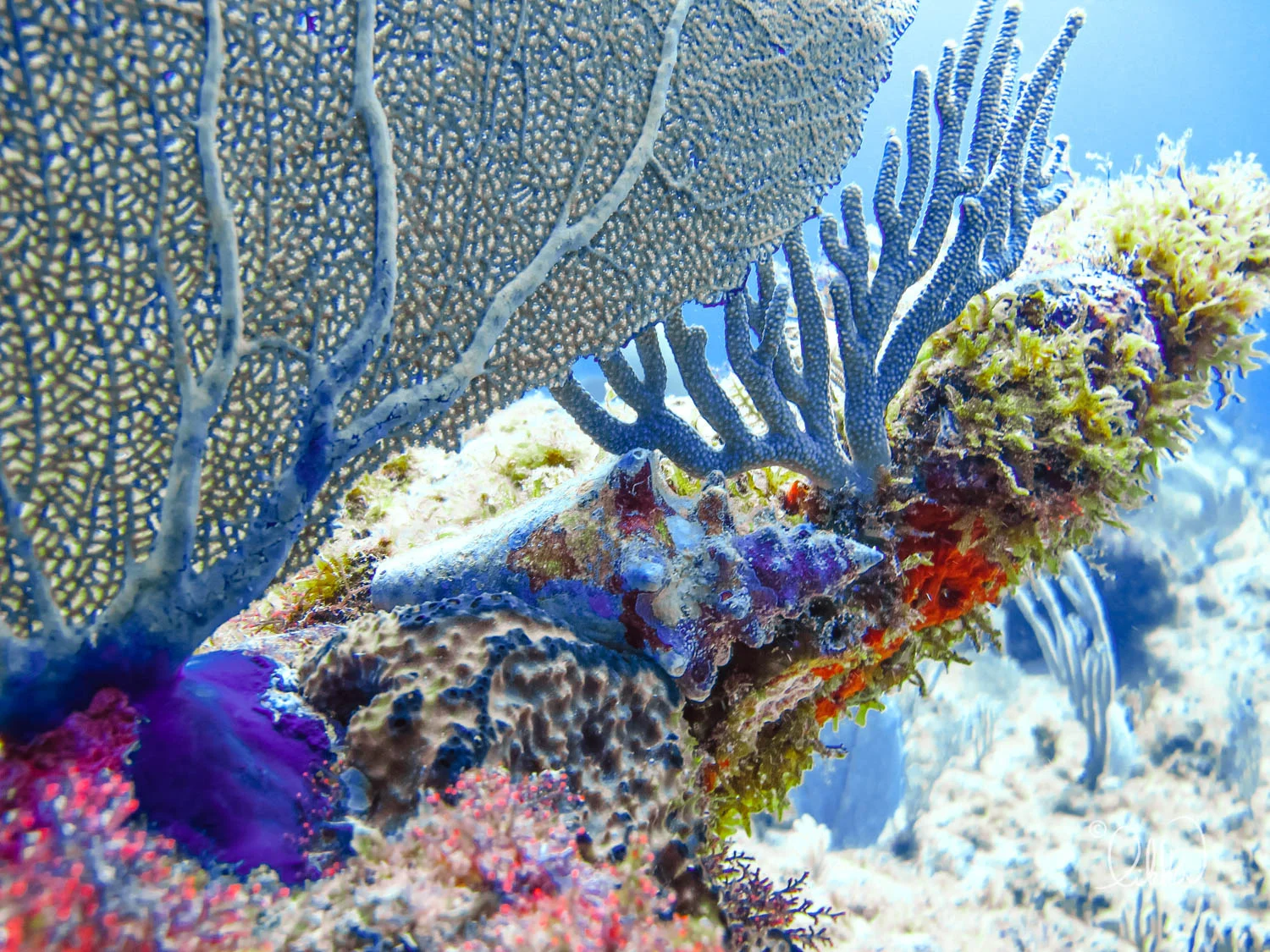 dive-likka-35.jpg