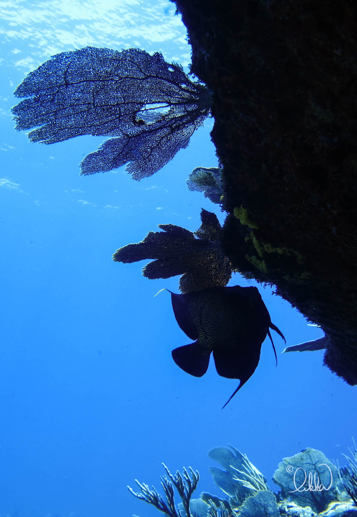 dive-likka-36.jpg