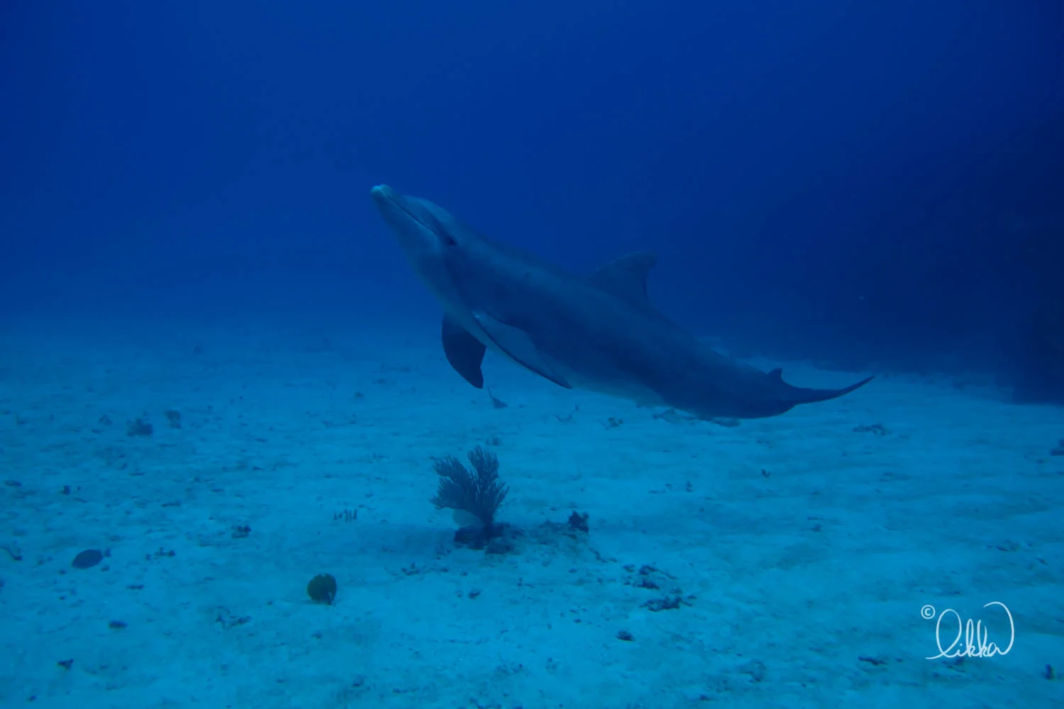dive-likka.jpg