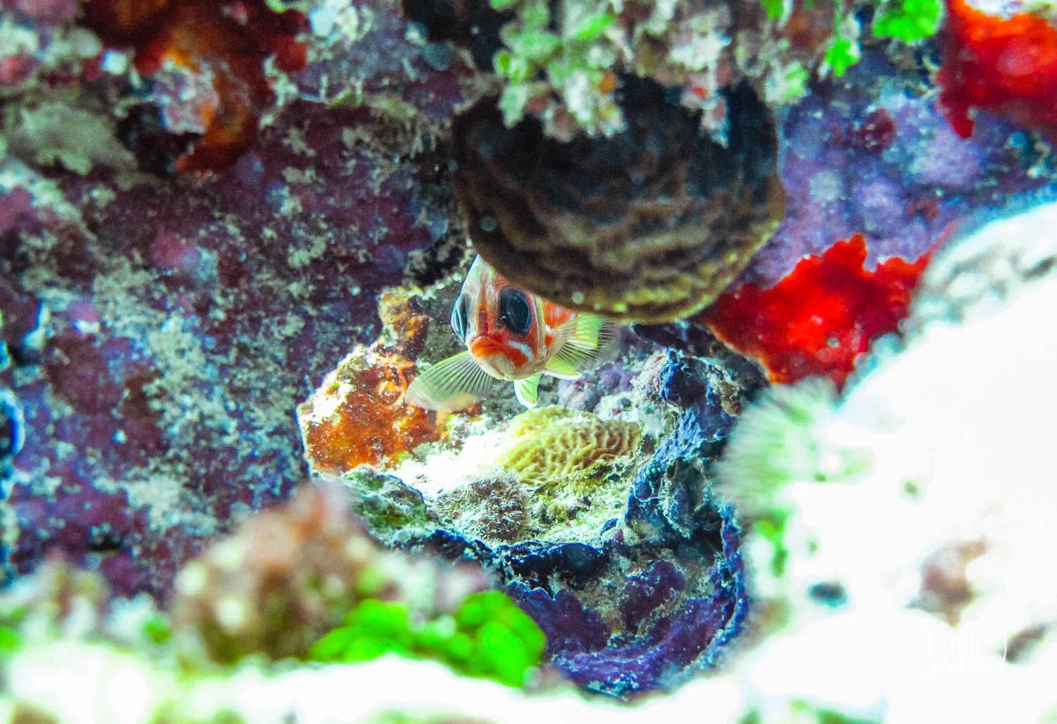 dive-likka-40.jpg