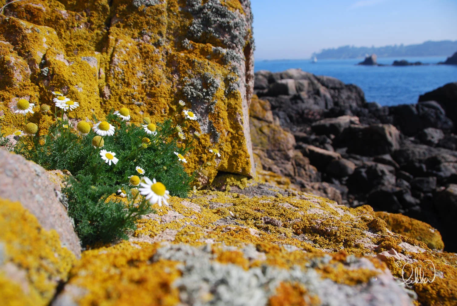 bretagne-bzh-likka-25.jpg