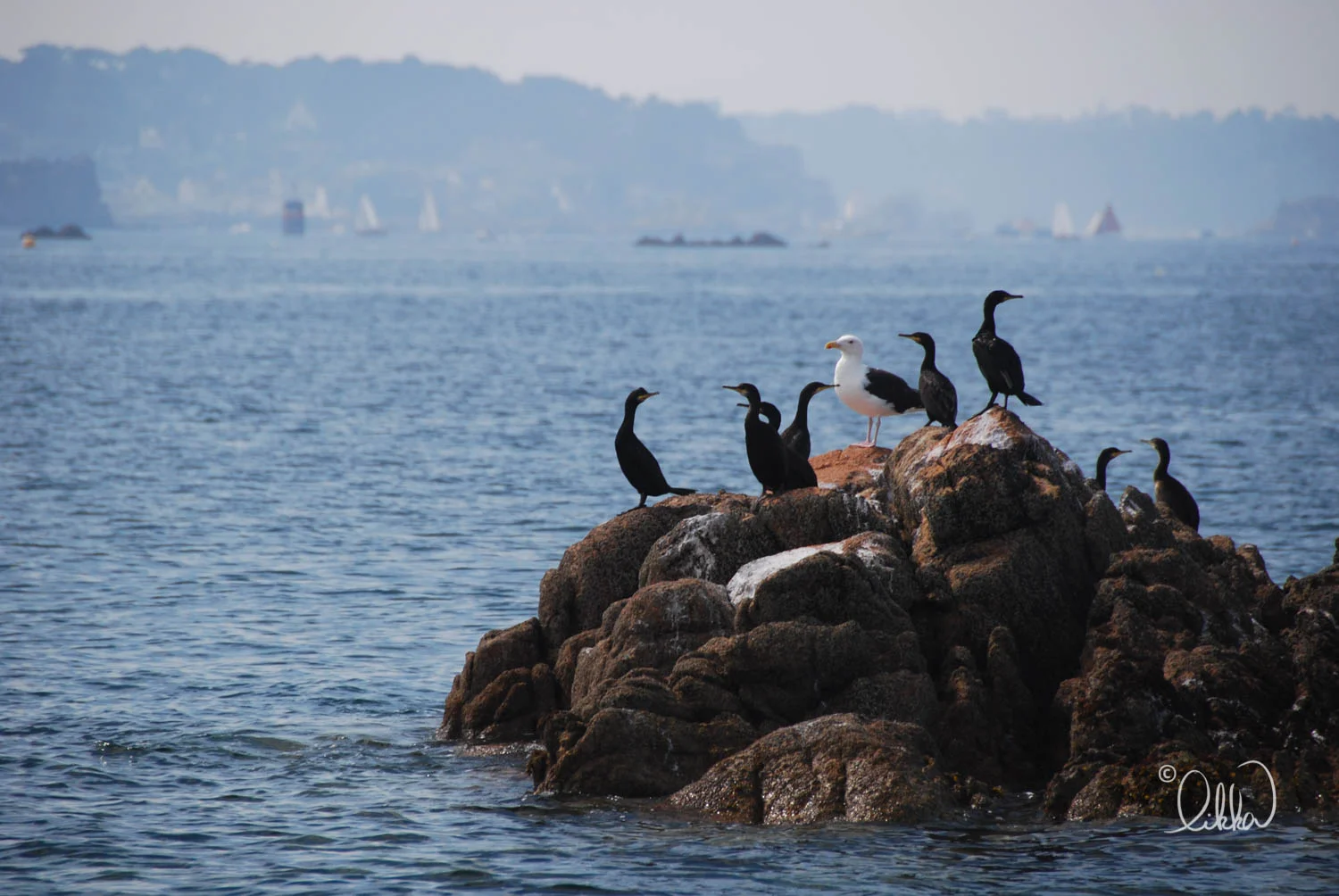 bretagne-bzh-likka-27.jpg