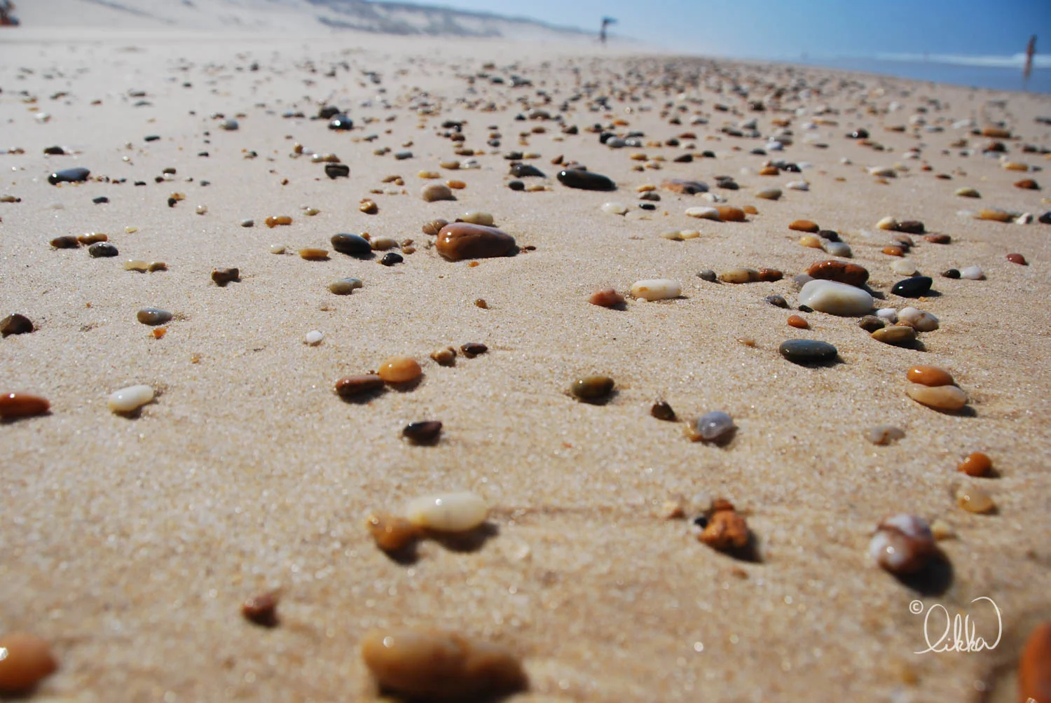 shore-likka-5.jpg