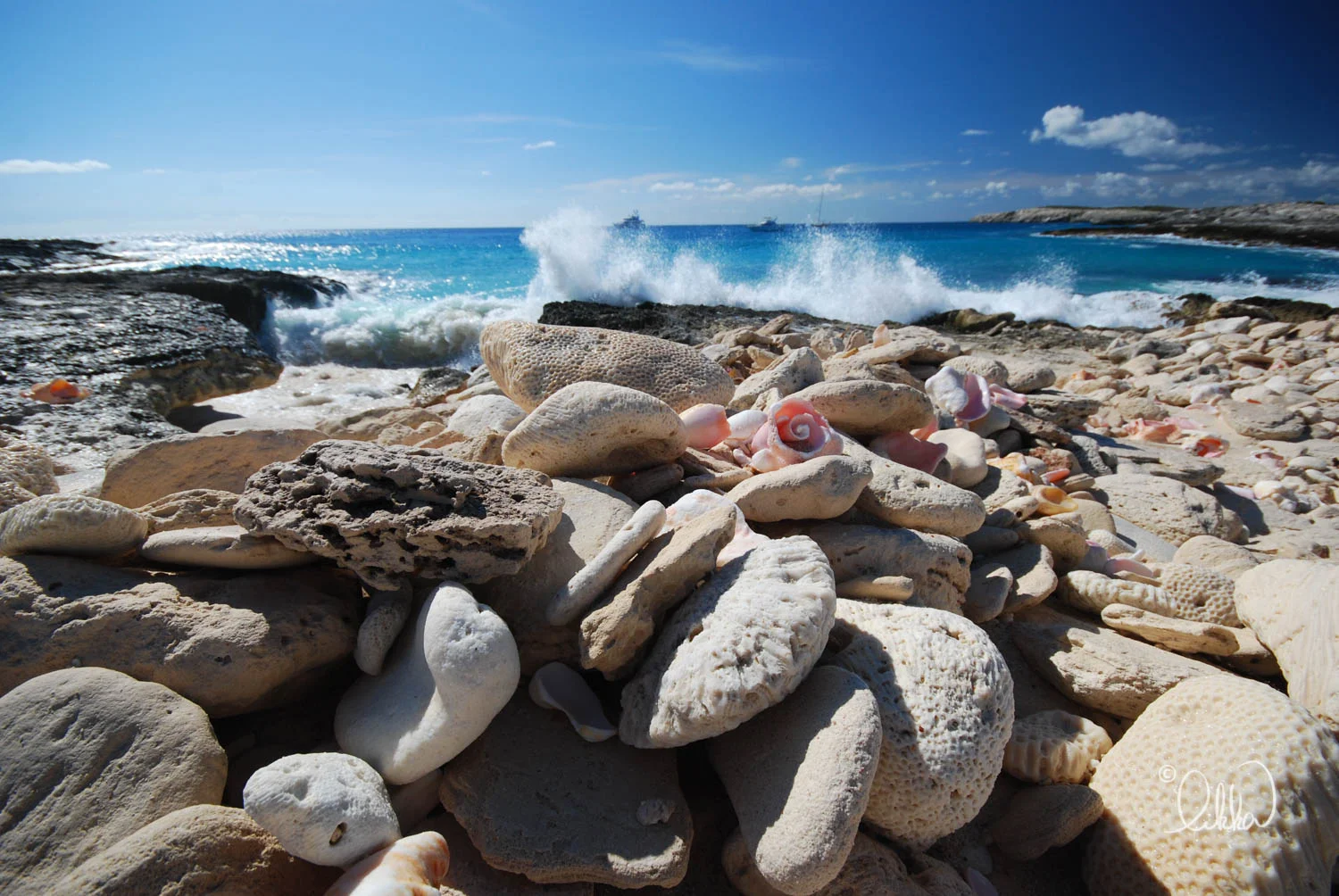 shore-likka.jpg