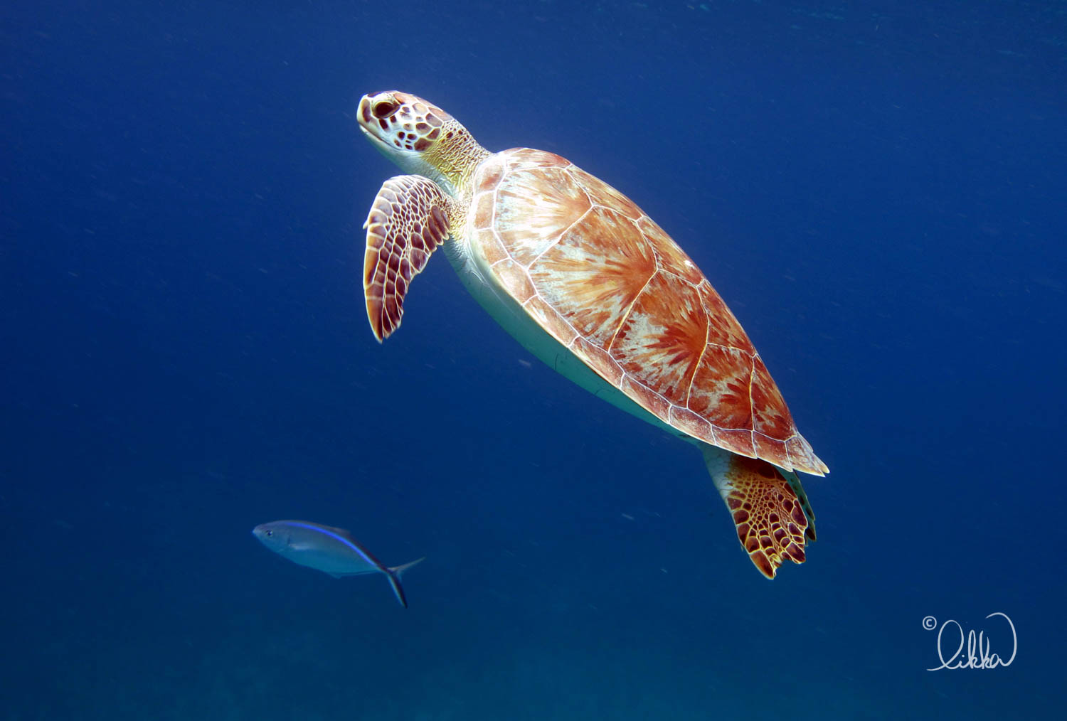 turtles-ray-barracuda-likka-2.jpg