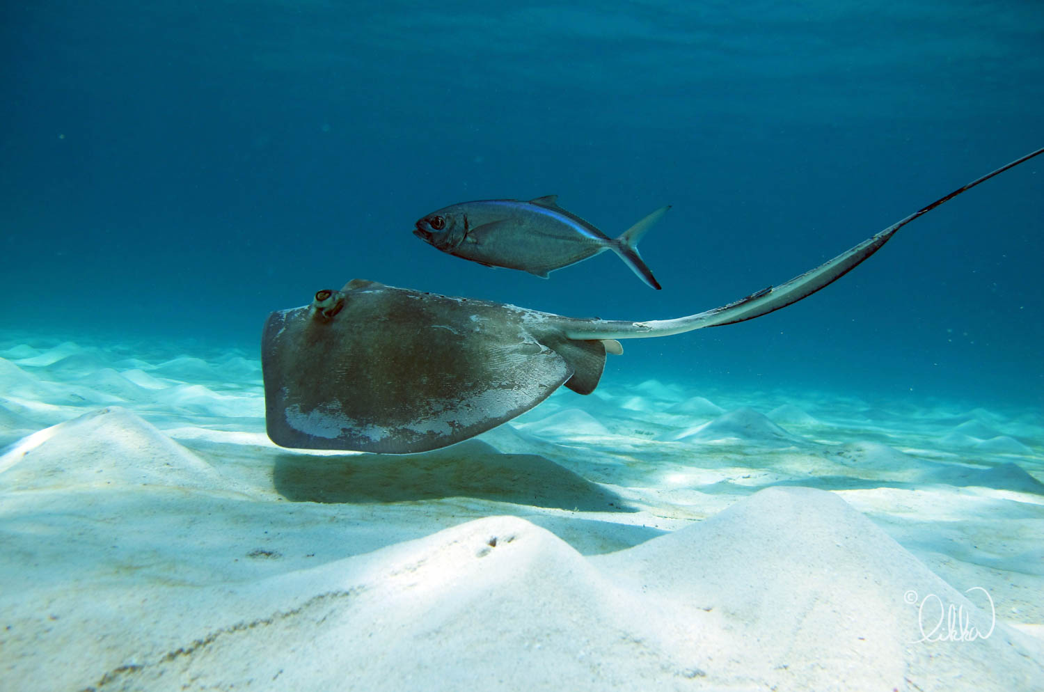 turtles-ray-barracuda-likka-8.jpg