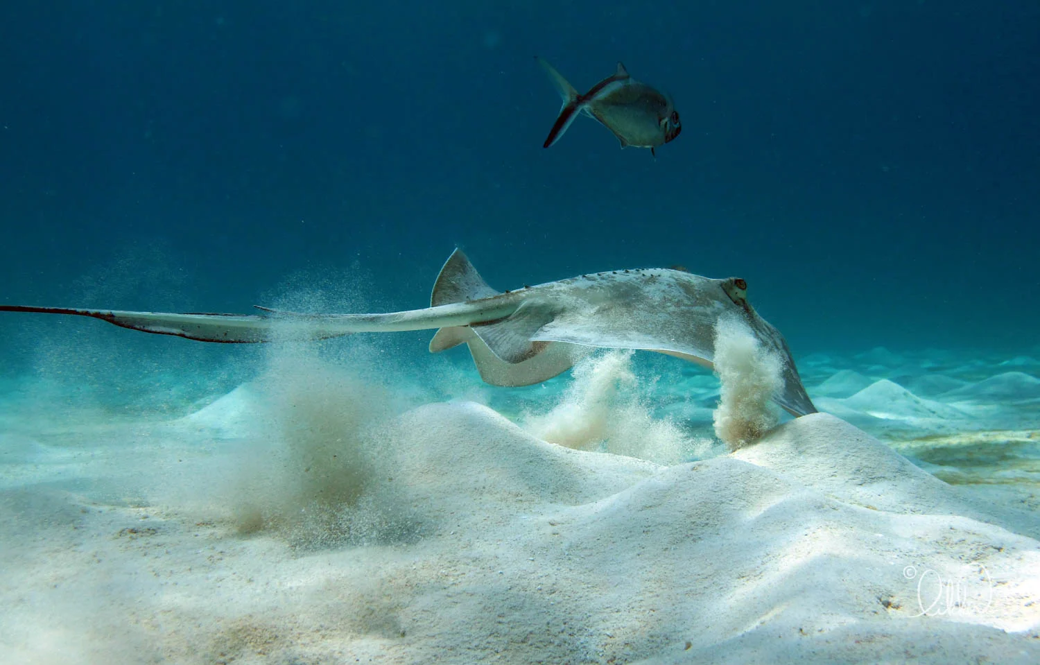 turtles-ray-barracuda-likka-9.jpg