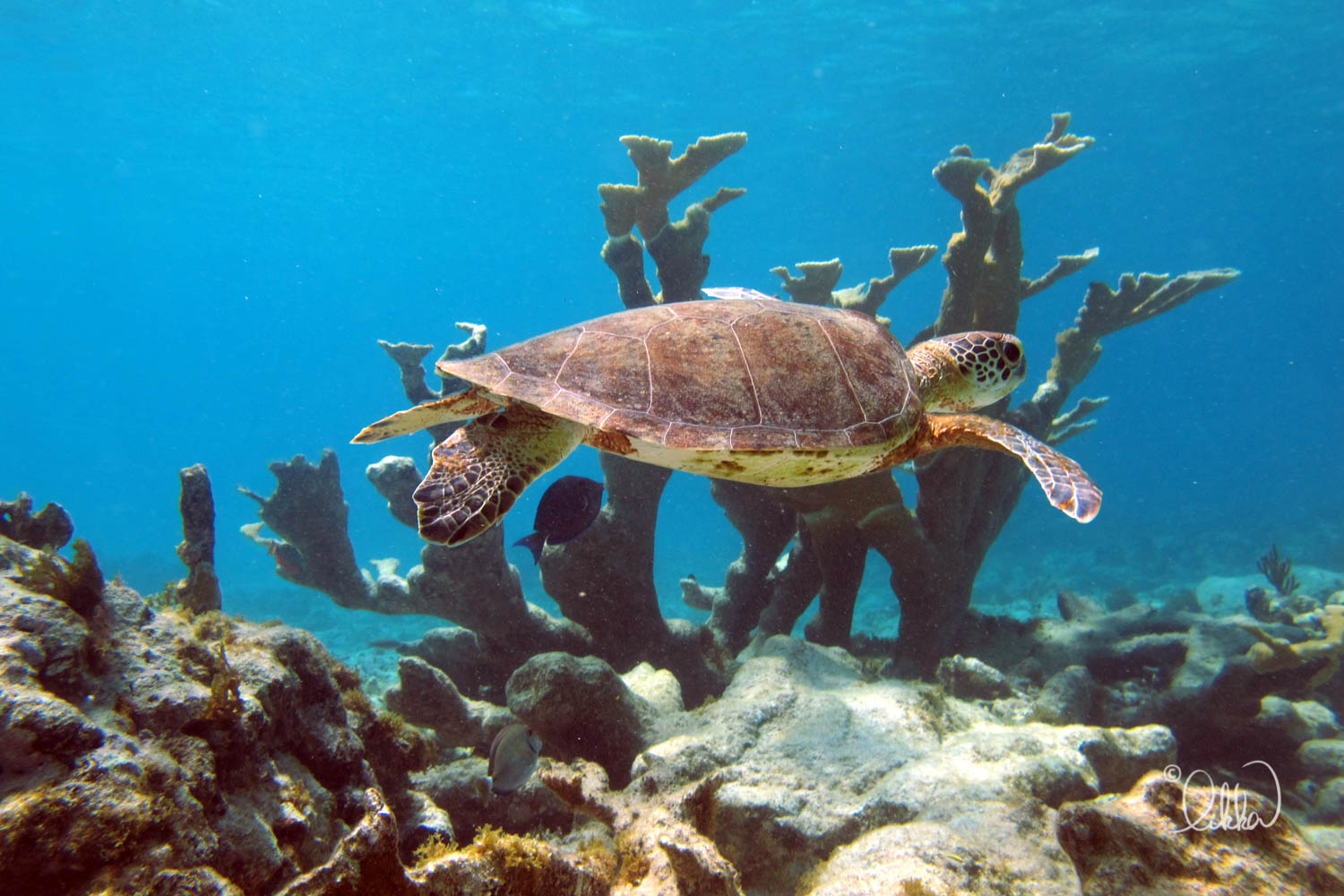 turtles-ray-barracuda-likka-17.jpg