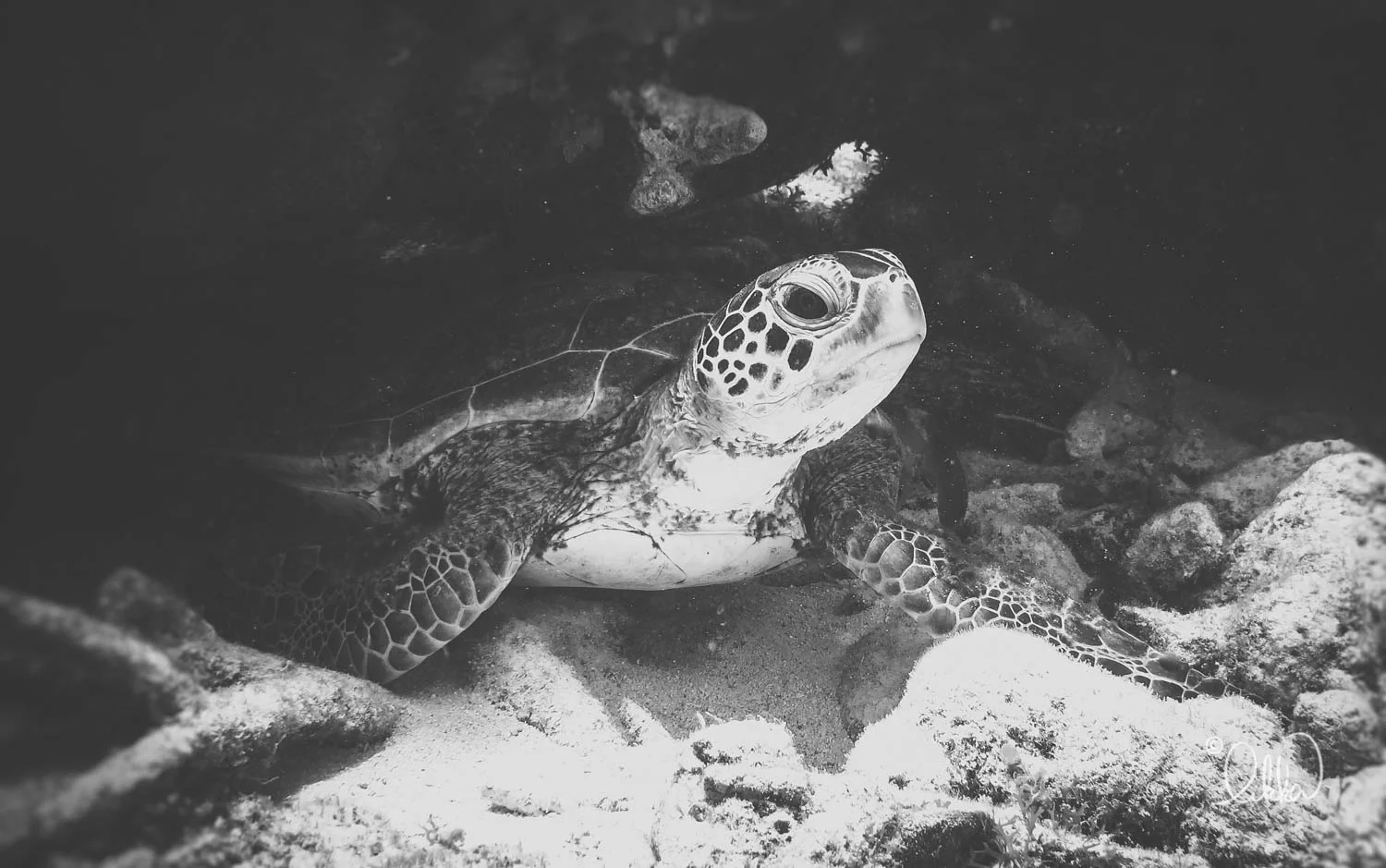 turtles-ray-barracuda-likka-16.jpg