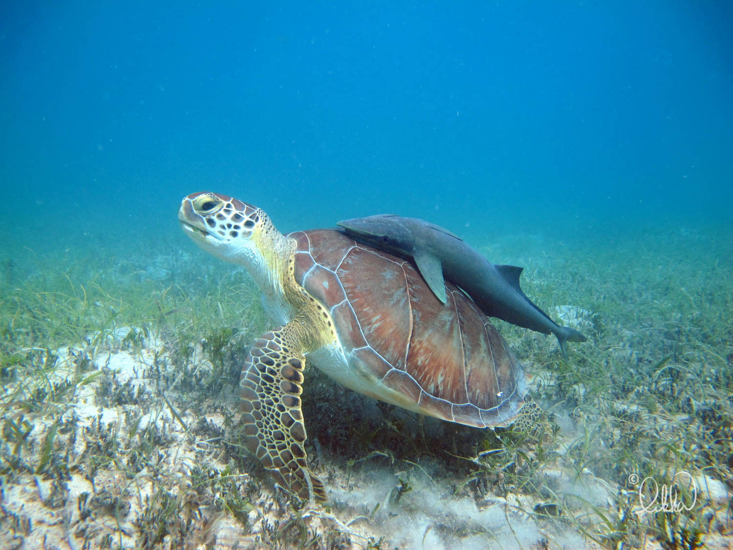 turtles-ray-barracuda-likka-25.jpg