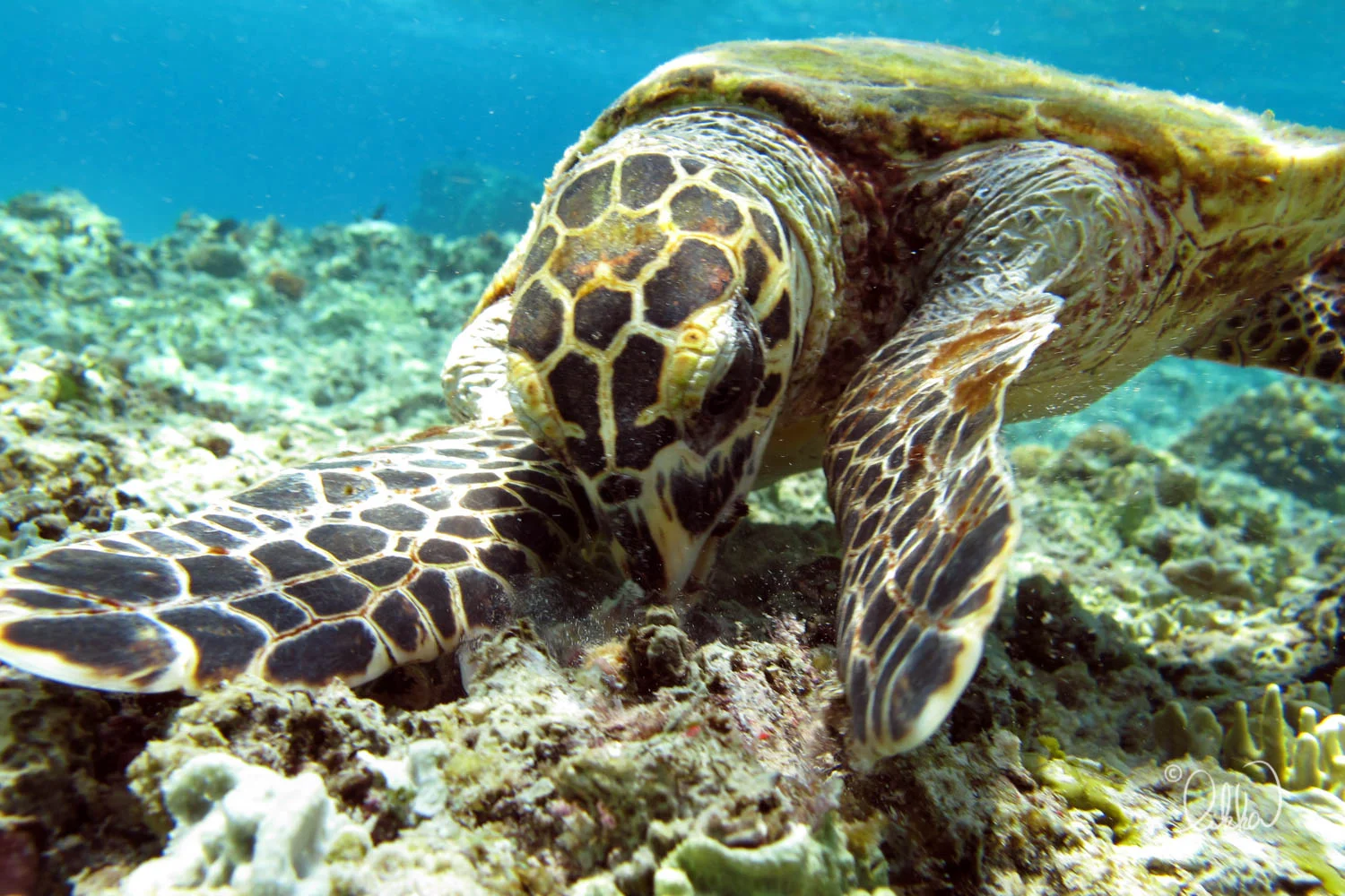underwater-snorkeling-fish-likka-54.jpg