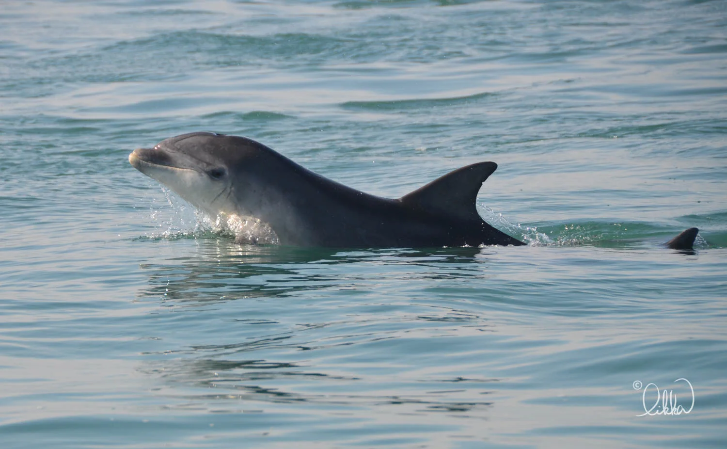 whales-sharks-dolphins-likka-14.jpg